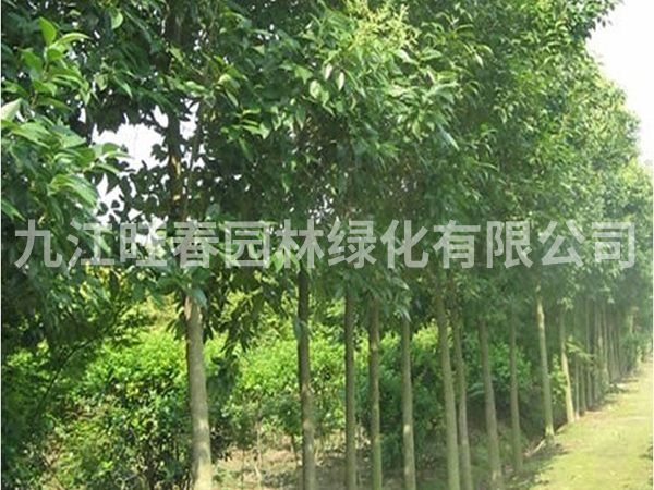 大葉女貞